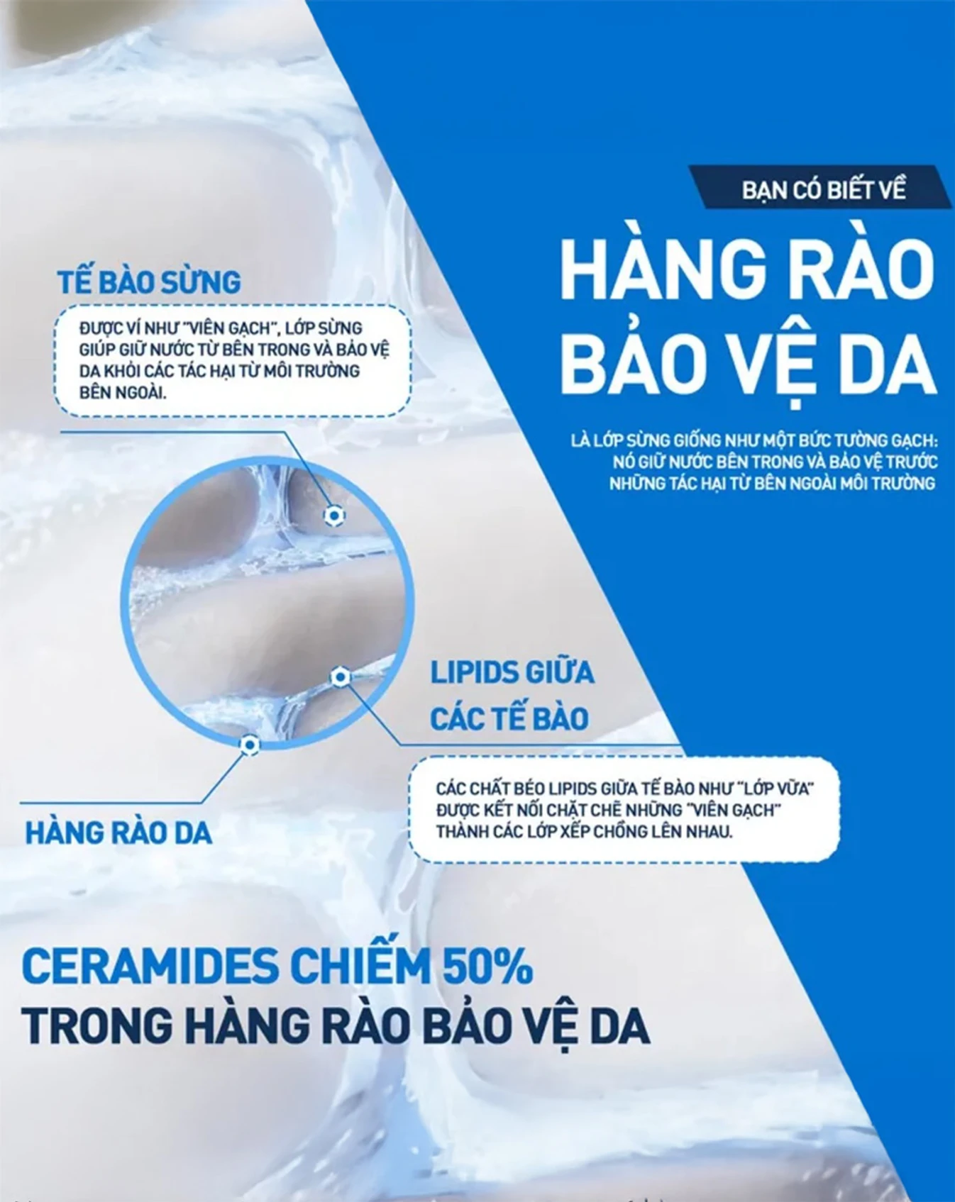 Kem Dưỡng Cerave Moisturising Cream Cho Da Khô Đến Rất Khô 340g KDD027 - Image 4
