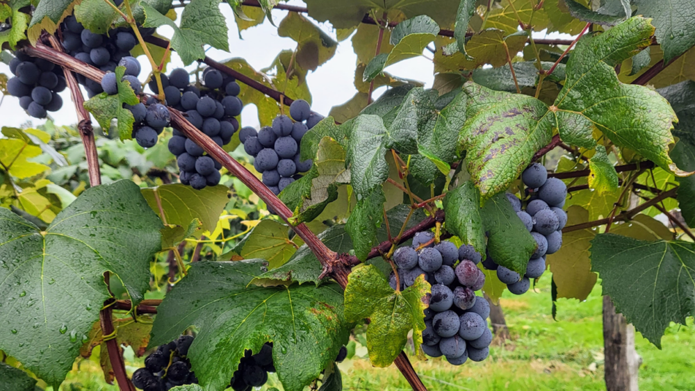 Những lưu ý khi mua nho Concord