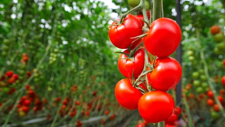Những lợi ích kỳ diệu từ quả cà chua