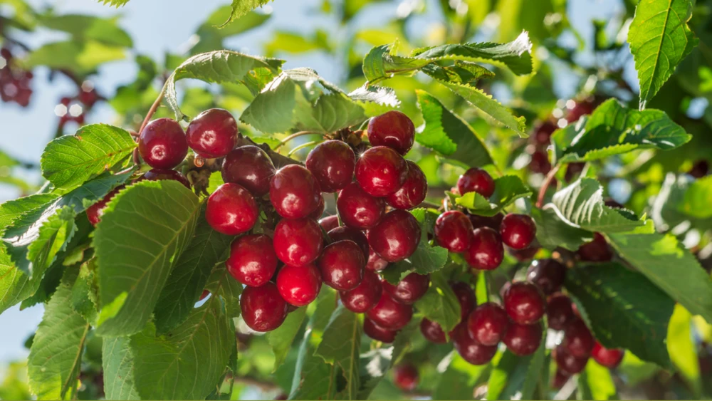 Mùa thu hoạch cherry Mỹ Kingfoodmart