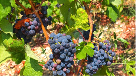 Nho đen Zinfandel – “quý tử” của xứ cờ hoa được ưa chuộng khắp nơi trên thế giới